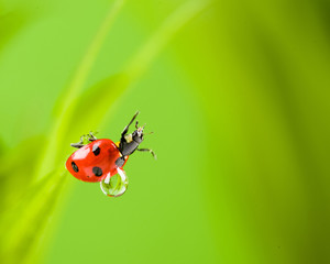 Ladybug on Grass Over Green Bachground