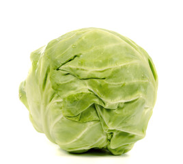 Fototapeta premium cabbage