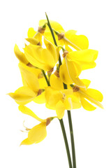  Common broom