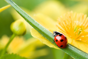 ladybug on yellow flower