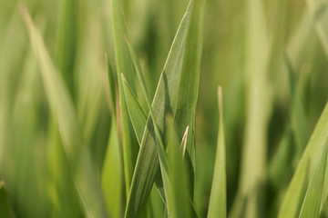 Green plants and flower in the garden.