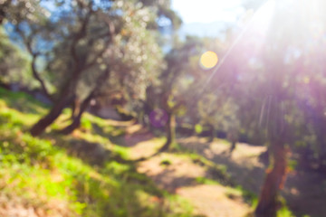 Defocused background of olive grove