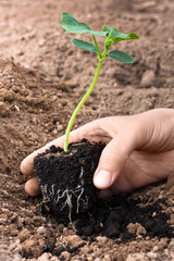 seedling of cucumber in hand