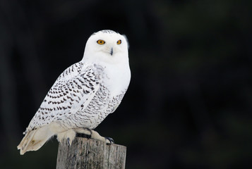 A Snowy Owl (Bubo scandiacus) sitting on a post..