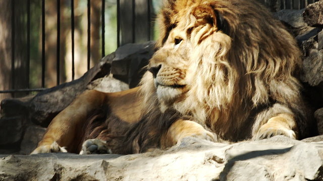 African lion sleeping in the zoo cage, tracking
