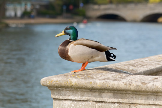 Mallard duck standing on wall besides river
