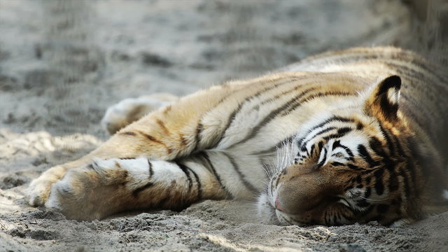 Portrait of Young Amur tiger sleeping
