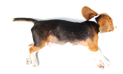 Sleeping Beagle dog isolated on white