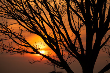 Detail of tree branches in sunset