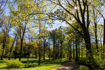 sunny landscape