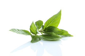 Obraz premium Leaves of basil isolated on white background