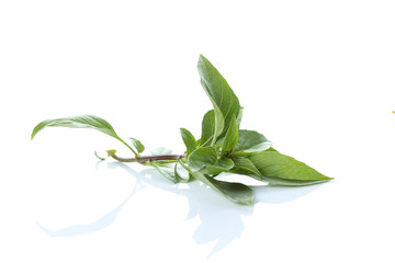 Leaves of basil isolated on white background