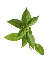 Leaves of basil isolated on white background
