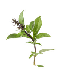 Leaves of basil isolated on white background
