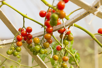 Agriculture red tomato vine bush growing in the garden