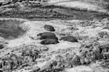 Sudafrica in bianco e nero