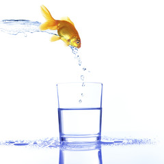 Goldfish jumping into glass, isolated on white