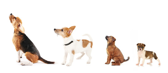 Group of dogs different sizes in row, isolated on white