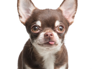 Chihuahua portrait with its tongue sticking out 