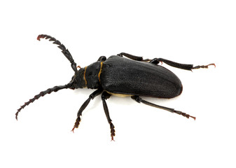 black beetle