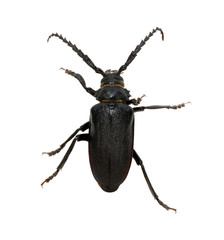 black beetle