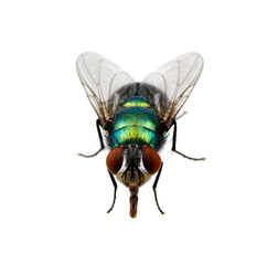 green fly