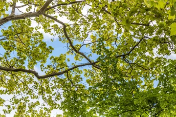 Fotobehang Bomen boomtakken die omhoog kijken met groene bladeren en blauwe lucht