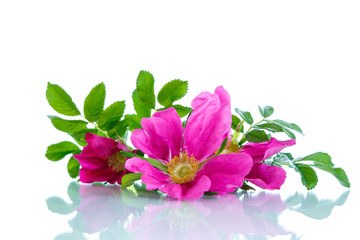 flower blooming wild rose