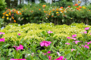 plant and flower garden background