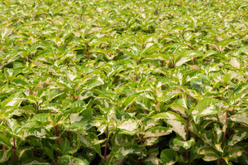 plant and flower garden background