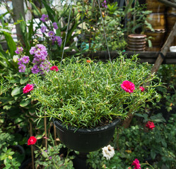 Hanging Flower in the garden