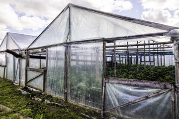 tomato and cucumber plants in a greenhouse
