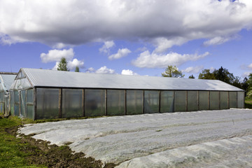 tomato and cucumber plants in a greenhouse