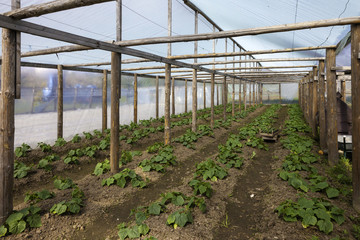 tomato and cucumber plants in a greenhouse