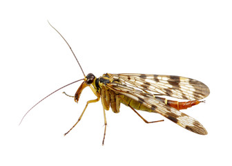 Mosquito