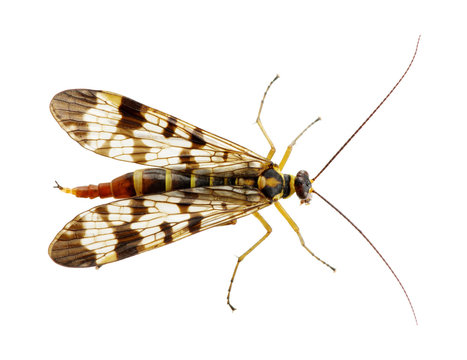 Mosquito