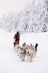 sledge dogging, Sedivacek's long, Czech Republic