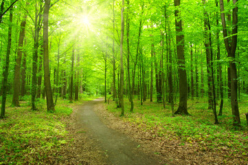 Obraz premium las słońca