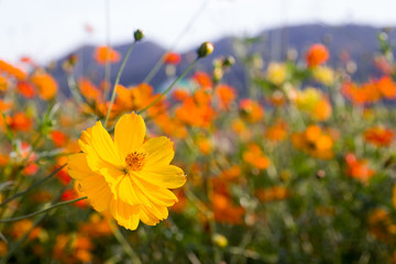 Close up orange cosmos flower