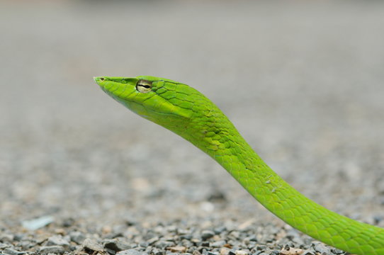 close up cute green snake in the nature