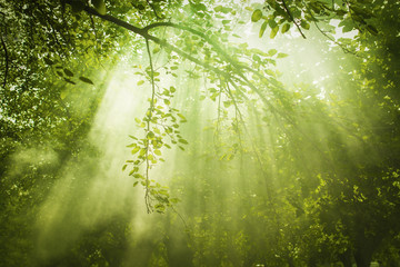 Fototapeta na wymiar Green Forest with Sunbeam
