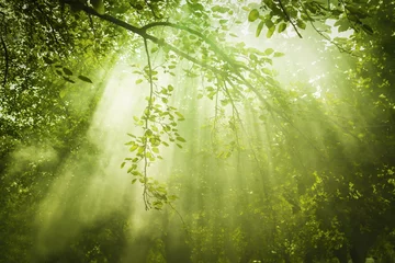 Selbstklebende Fototapete Natur Grüner Wald mit Sonnenstrahl