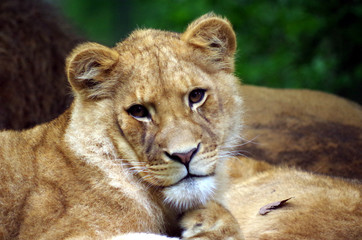 lionceaux