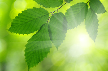  beams and leaves