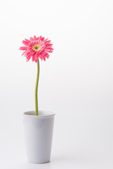 Pink gerbera flower