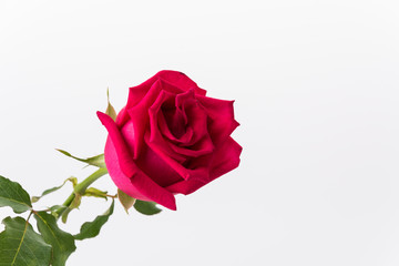 red rose