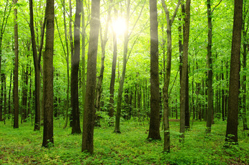 Fototapeta premium sunlight forest