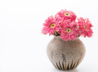 Pink gerbera flower