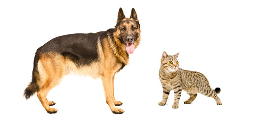 German Shepherd and cat Scottish Straight standing together 