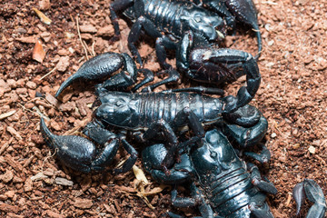 black Scorpion on the ground